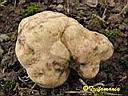 Tuber magnatum